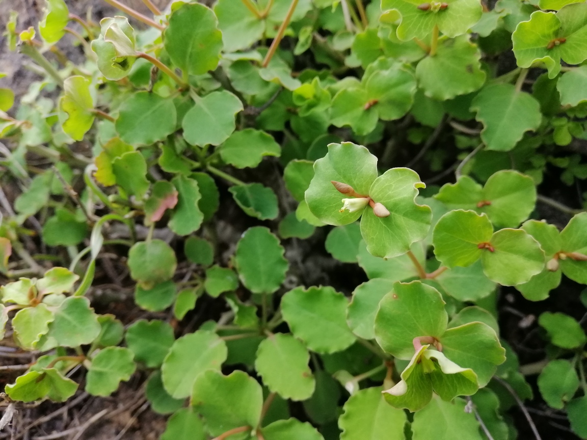 Plant Image